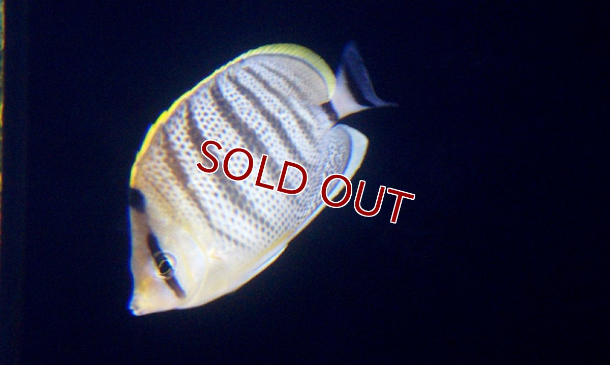 画像2: 【海水魚】マルチバンドバタフライフィッシュ（Sサイズ）(1匹)4-5cm前後(サンプル画像）（生体）(海水魚)（サンゴ） (2)