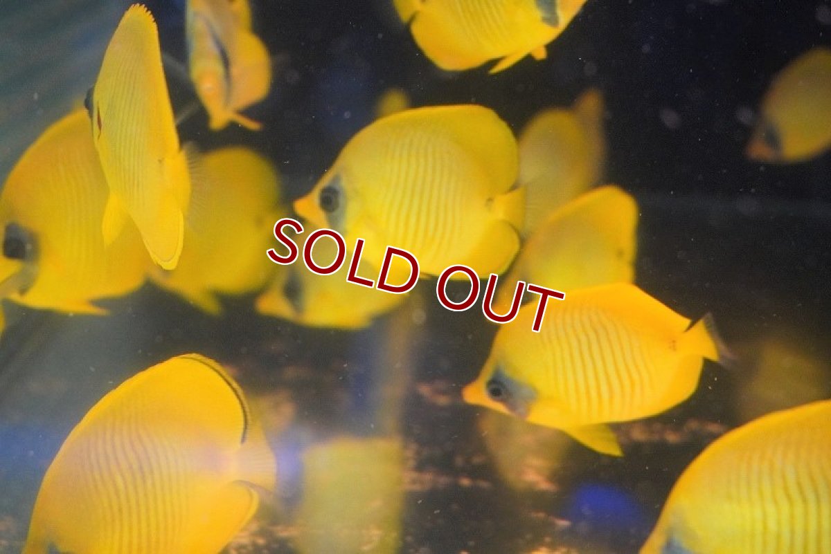 画像2: 【海水魚】餌食い良好♪ゴールデンバタフライ（Mサイズ）(1匹)±6-7cm(サンプル画像）（生体）(海水魚)（サンゴ） (2)