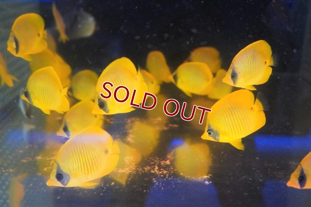 画像3: 【海水魚】餌食い良好♪ゴールデンバタフライ（Mサイズ）(1匹)±6-7cm(サンプル画像）（生体）(海水魚)（サンゴ） (3)