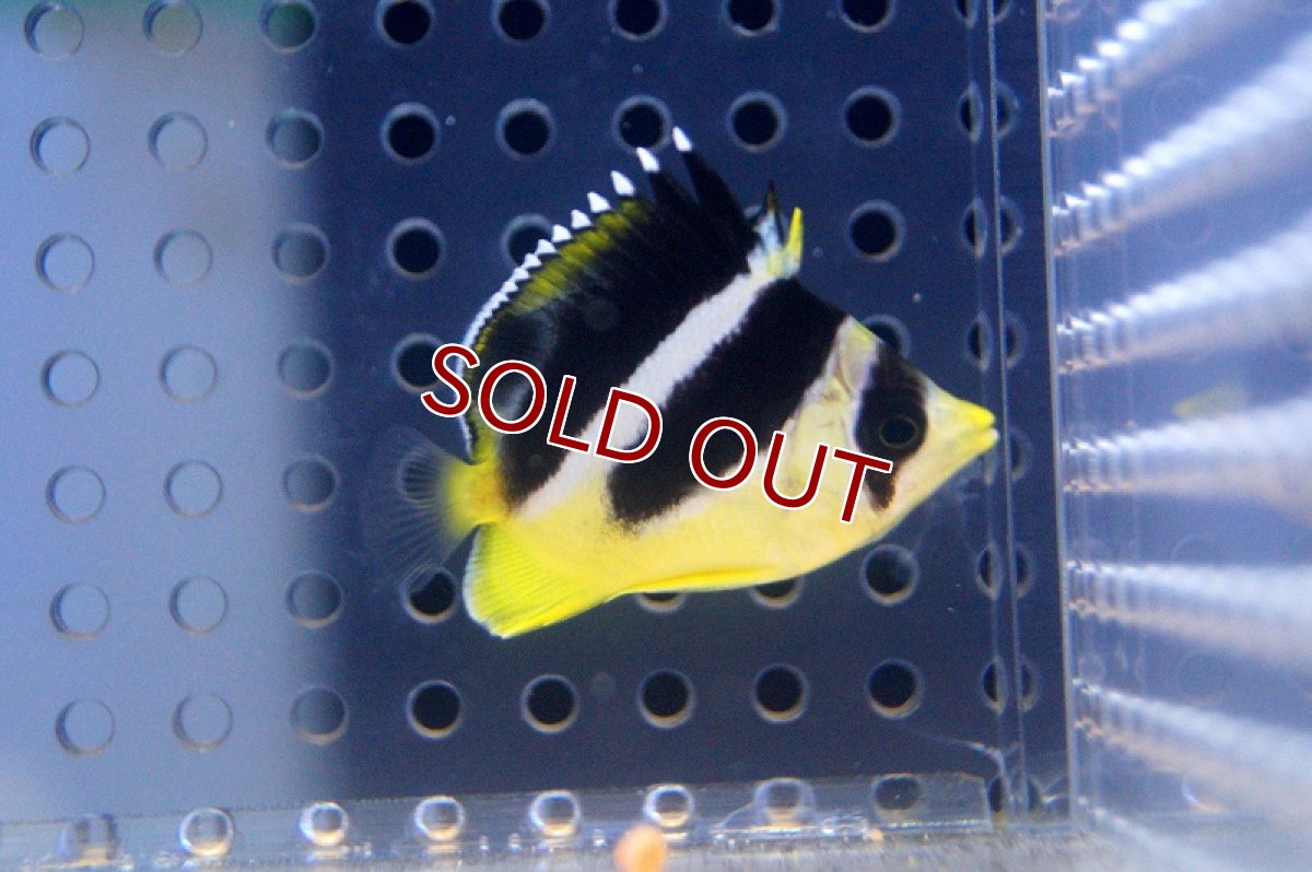 画像1: 【海水魚】インディアンバタフライ（M-MLサイズ）(1匹)±7-8cm(サンプル画像）（生体）(海水魚)（サンゴ） (1)
