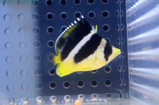 画像1: 【海水魚】インディアンバタフライ（M-MLサイズ）(1匹)±7-8cm(サンプル画像）（生体）(海水魚)（サンゴ） (1)