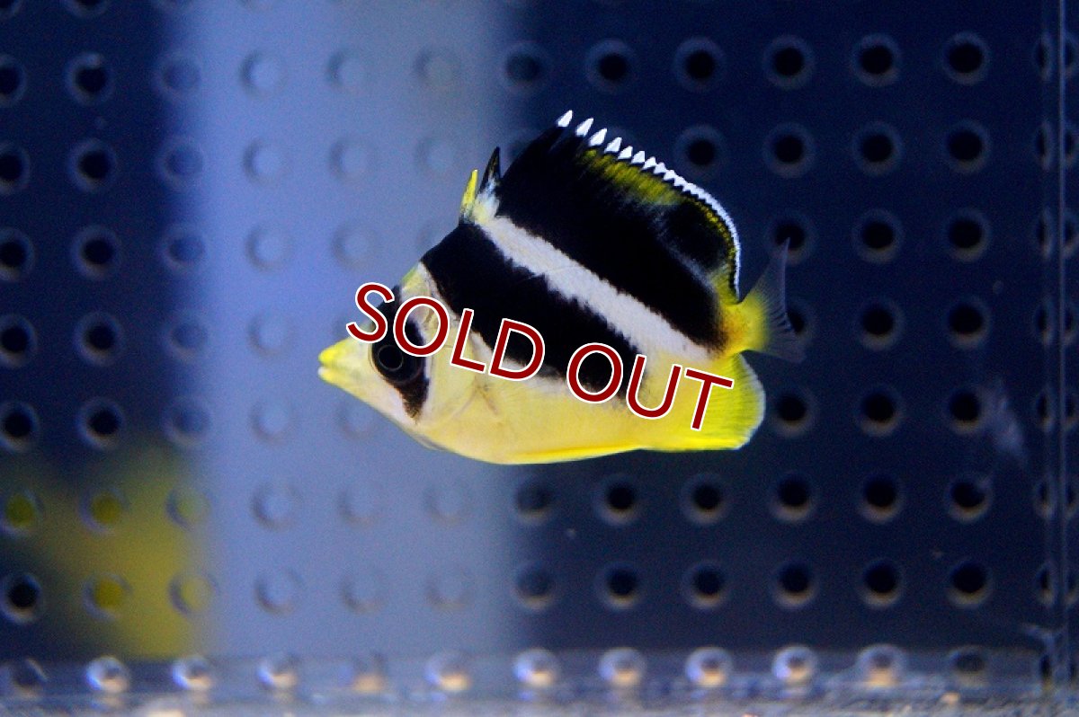 画像2: 【海水魚】インディアンバタフライ（M-MLサイズ）(1匹)±7-8cm(サンプル画像）（生体）(海水魚)（サンゴ） (2)