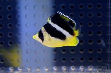 画像2: 【海水魚】インディアンバタフライ（M-MLサイズ）(1匹)±7-8cm(サンプル画像）（生体）(海水魚)（サンゴ） (2)
