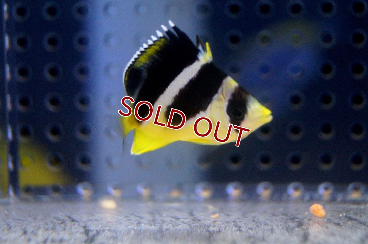 画像3: 【海水魚】インディアンバタフライ（M-MLサイズ）(1匹)±7-8cm(サンプル画像）（生体）(海水魚)（サンゴ） (3)
