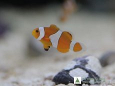 画像4: 【10%OFFクーポン対象商品】【海水魚】【通販】ブリード・カクレクマノミ （5匹）±3-4cm(サンプル画像）（生体）(海水魚)（サンゴ） (4)