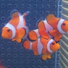 画像2: 【海水魚】【通販】カクレクマノミ(M-MLサイズ) (1匹)±5-6cm(サンプル画像）（生体）(海水魚)（サンゴ） (2)