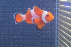 画像3: 【海水魚】【通販】カクレクマノミ(M-MLサイズ) (1匹)±5-6cm(サンプル画像）（生体）(海水魚)（サンゴ） (3)