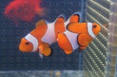 画像4: 【海水魚】【通販】カクレクマノミ(M-MLサイズ) (1匹)±5-6cm(サンプル画像）（生体）(海水魚)（サンゴ） (4)