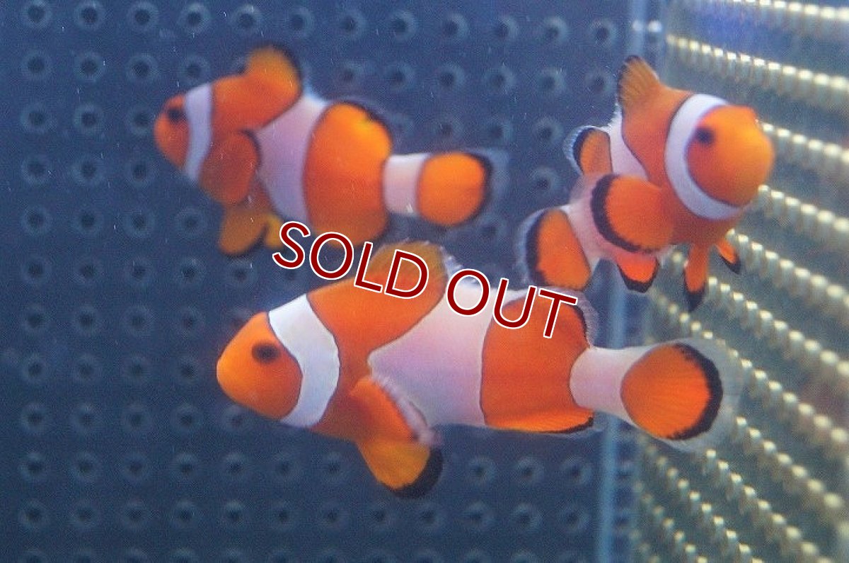 画像5: 【海水魚】カクレクマノミ(M-MLサイズ) (1匹)±5-6cm(サンプル画像）（生体）(海水魚)（サンゴ） (5)