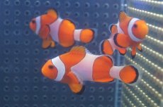 画像5: 【海水魚】【通販】カクレクマノミ(M-MLサイズ) (1匹)±5-6cm(サンプル画像）（生体）(海水魚)（サンゴ） (5)