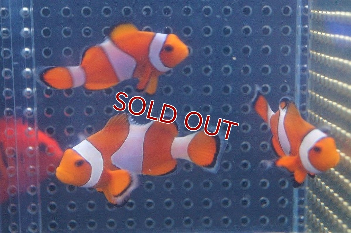 画像6: 【海水魚】カクレクマノミ(M-MLサイズ) (1匹)±5-6cm(サンプル画像）（生体）(海水魚)（サンゴ） (6)