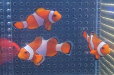 画像6: 【海水魚】【通販】カクレクマノミ(M-MLサイズ) (1匹)±5-6cm(サンプル画像）（生体）(海水魚)（サンゴ） (6)