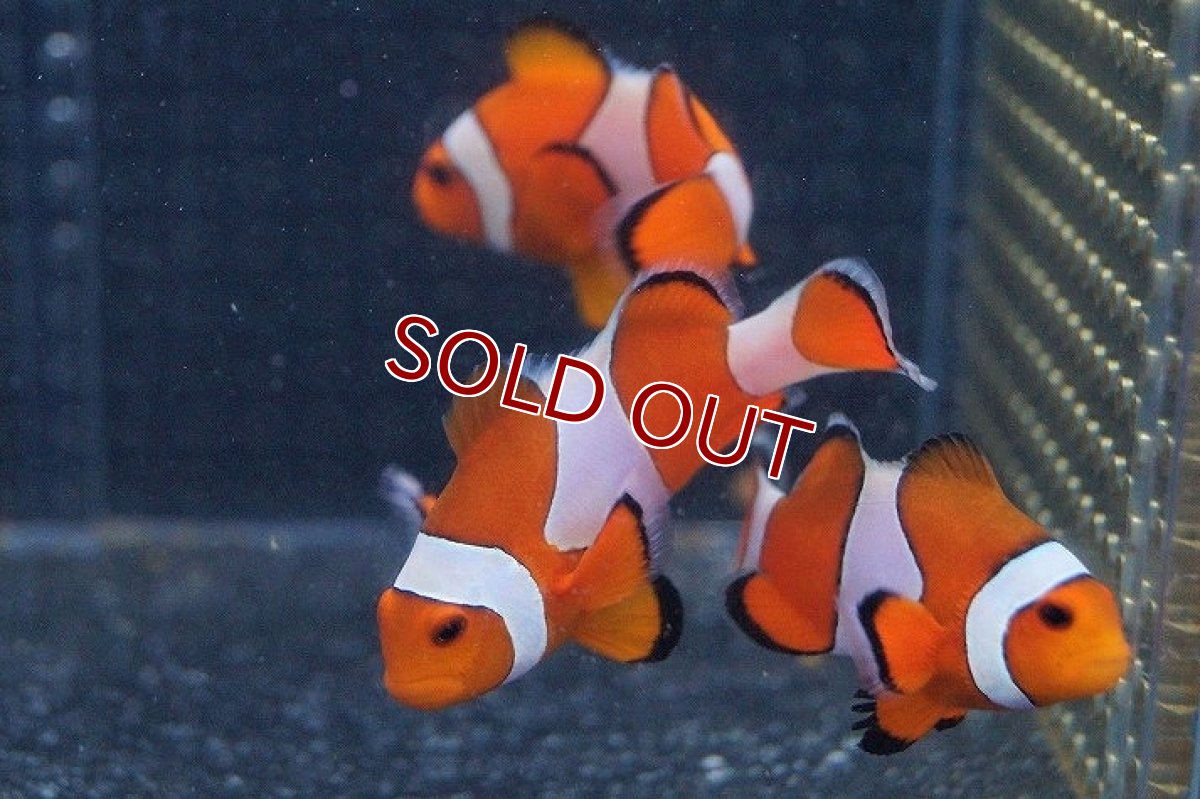 画像7: 【海水魚】カクレクマノミ(M-MLサイズ) (1匹)±5-6cm(サンプル画像）（生体）(海水魚)（サンゴ） (7)