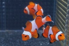 画像7: 【海水魚】【通販】カクレクマノミ(M-MLサイズ) (1匹)±5-6cm(サンプル画像）（生体）(海水魚)（サンゴ） (7)