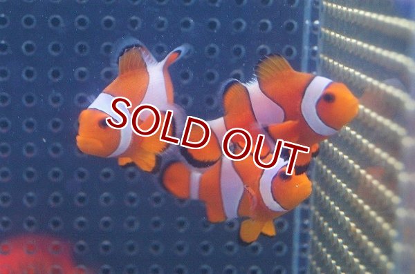 カクレクマノミ 海水魚】カクレクマノミ(M-MLサイズ) （3匹）±5-6cm(サンプル画像