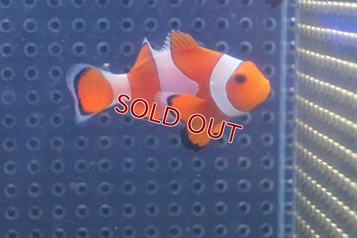 画像3: 【海水魚】カクレクマノミ(M-MLサイズ) （3匹）±5-6cm(サンプル画像）（生体）(海水魚)（サンゴ） (3)