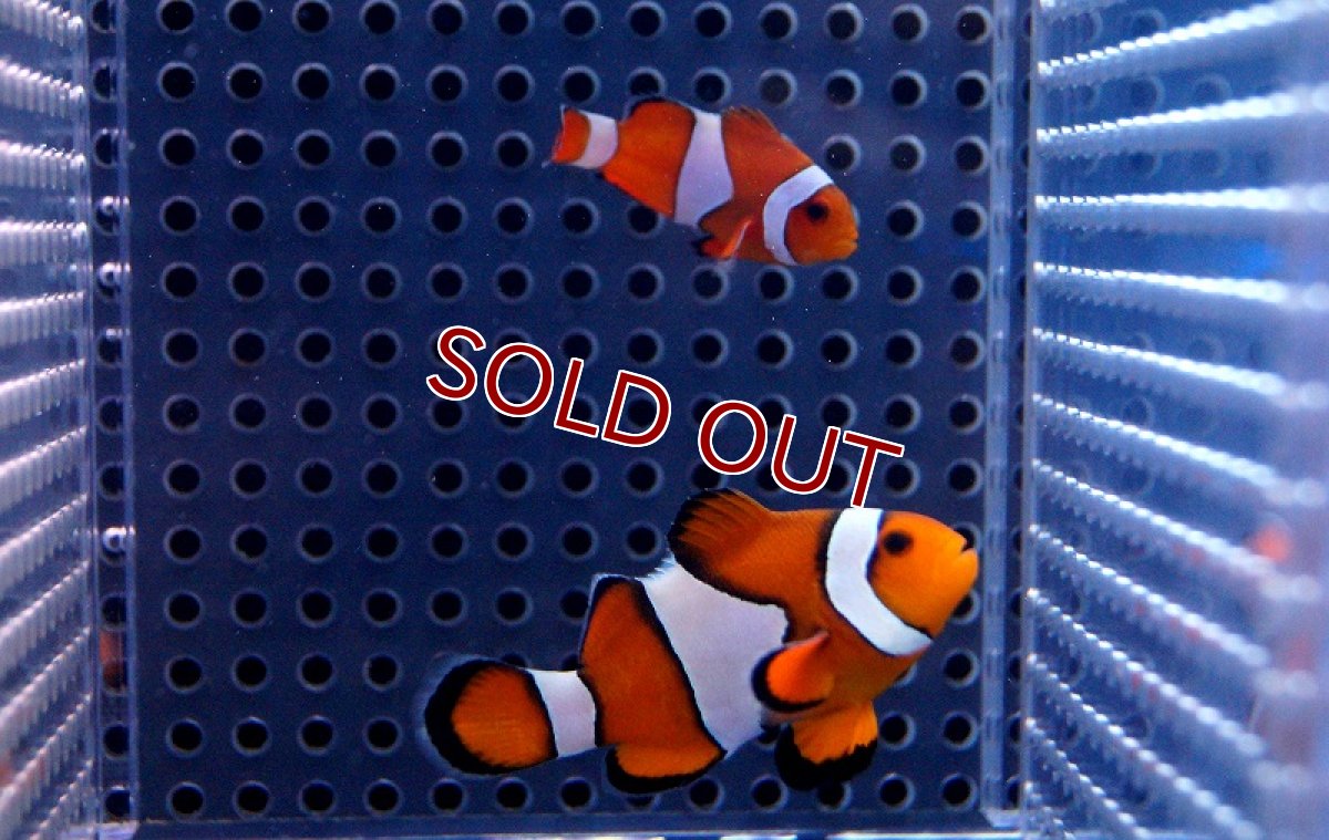 画像2: 【海水魚】カクレクマノミ（ペア）±4-6cm(サンプル画像）（生体）(海水魚)（サンゴ） (2)