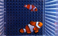 画像2: 【海水魚】【通販】カクレクマノミ（ペア）±4-6cm(サンプル画像）（生体）(海水魚)（サンゴ） (2)