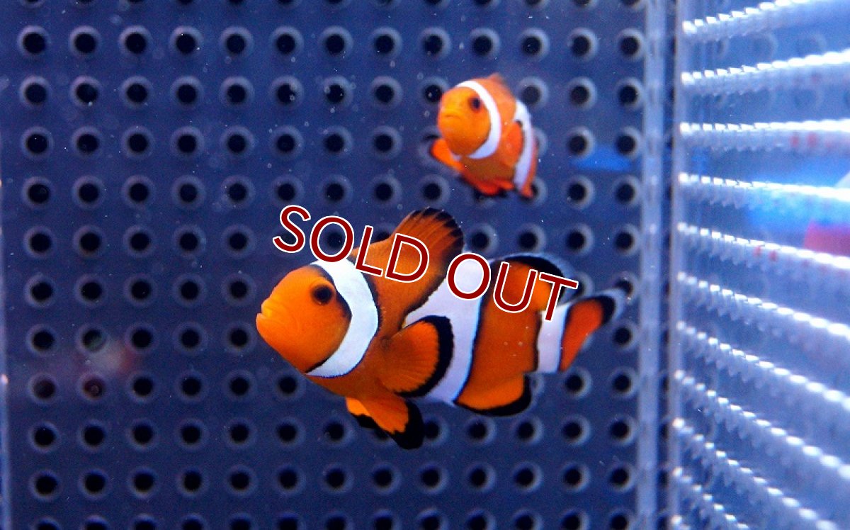 画像3: 【海水魚】カクレクマノミ（ペア）±4-6cm(サンプル画像）（生体）(海水魚)（サンゴ） (3)