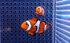 画像3: 【海水魚】【通販】カクレクマノミ（ペア）±4-6cm(サンプル画像）（生体）(海水魚)（サンゴ） (3)