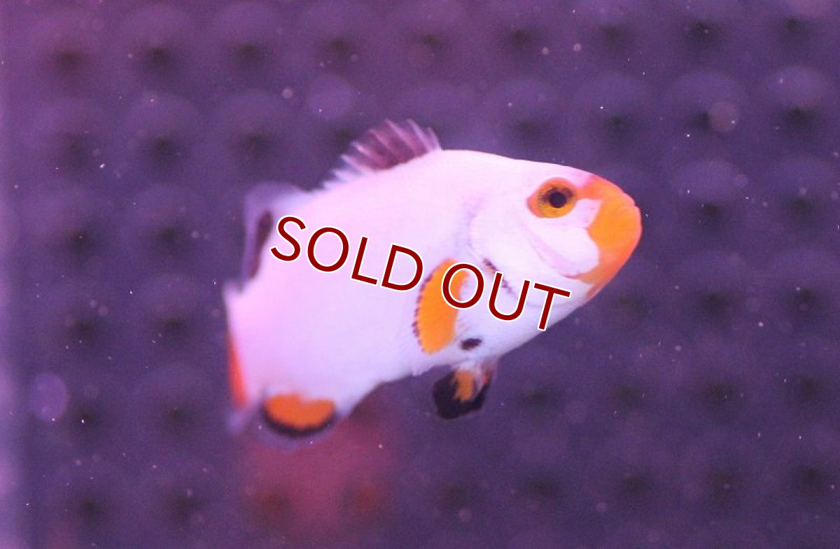 画像2: 【海水魚・クマノミ】プラチナクラウンフィッシュ(1匹)±4cm(サンプル画像）（生体）(海水魚)（サンゴ） (2)