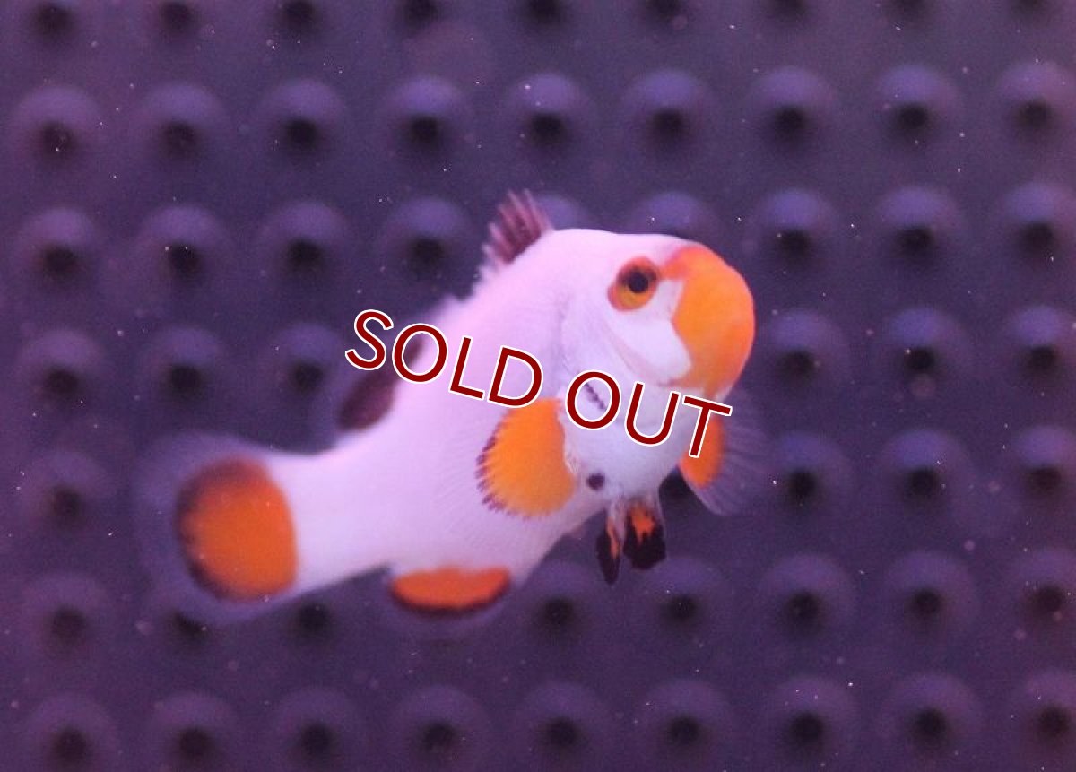 画像3: 【海水魚・クマノミ】プラチナクラウンフィッシュ(1匹)±4cm(サンプル画像）（生体）(海水魚)（サンゴ） (3)