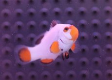 画像3: 【海水魚・クマノミ】プラチナクラウンフィッシュ(サンプル画像）±4cm（生体）(海水魚)（サンゴ） (3)