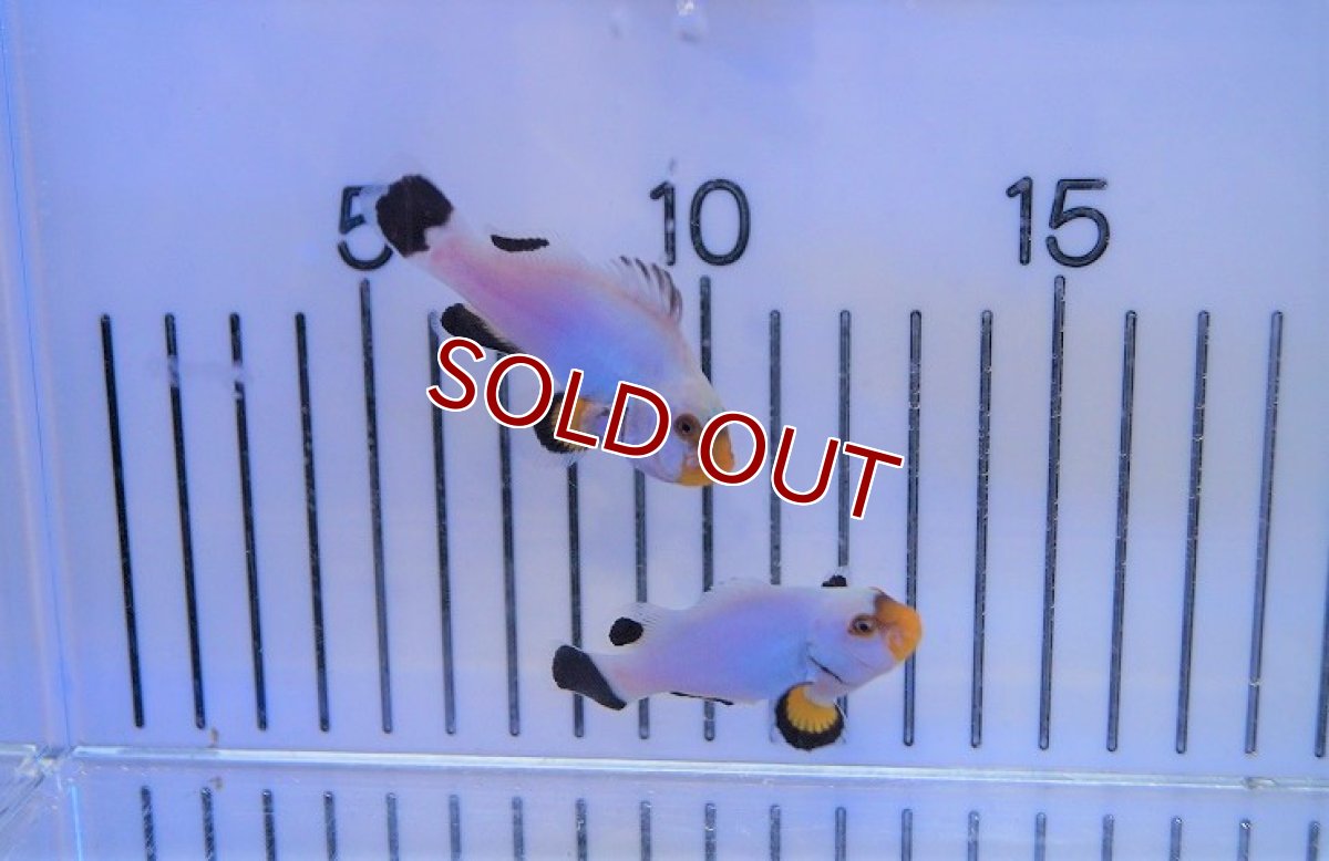 画像2: 【海水魚・クマノミ】プラチナオセラリス (1匹)±4cm(サンプル画像）（生体）(海水魚)（サンゴ） (2)