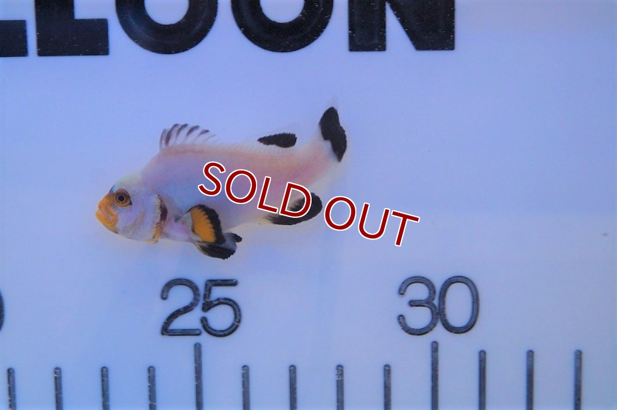 画像3: 【海水魚・クマノミ】プラチナオセラリス (1匹)±4cm(サンプル画像）（生体）(海水魚)（サンゴ） (3)