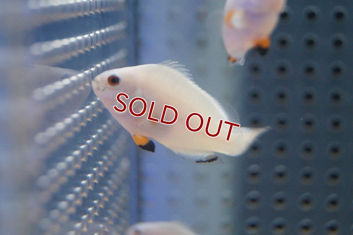画像1: 【サマーセール10%OFFクーポン番号（10）対象商品 】【海水魚・クマノミ】プラチナオセラリス （SMサイズ）(1匹)±3.5-4cm　(サンプル画像）（生体）(海水魚)（サンゴ） (1)