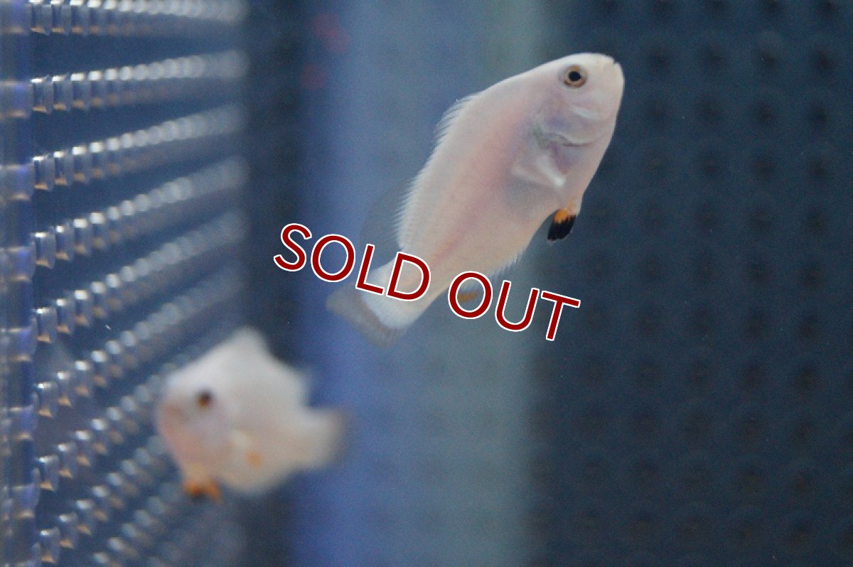 画像2: 【海水魚・クマノミ】プラチナオセラリス （SMサイズ）(1匹)±3.5-4cm　(サンプル画像）（生体）(海水魚)（サンゴ） (2)