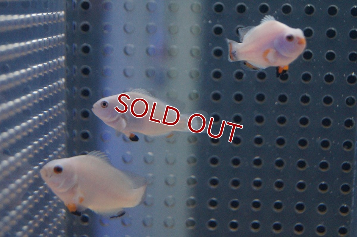 画像3: 【海水魚・クマノミ】プラチナオセラリス （SMサイズ）(1匹)±3.5-4cm　(サンプル画像）（生体）(海水魚)（サンゴ） (3)