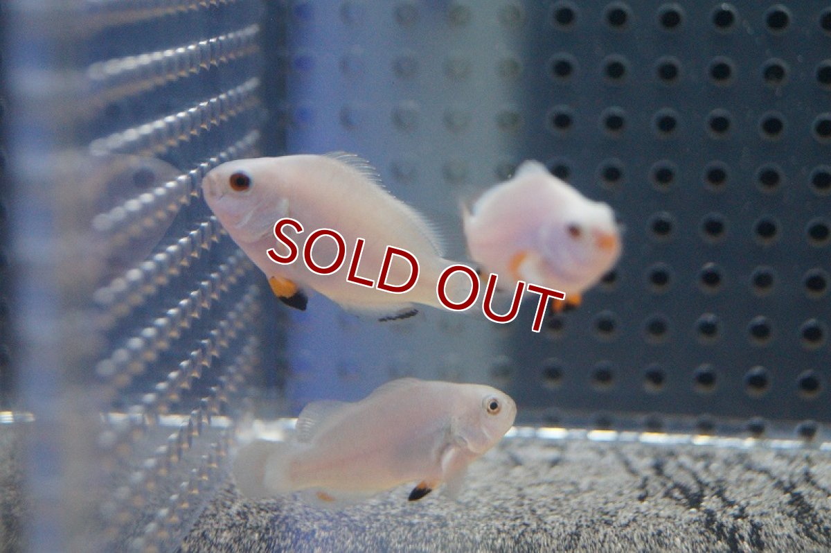 画像4: 【海水魚・クマノミ】プラチナオセラリス （SMサイズ）(1匹)±3.5-4cm　(サンプル画像）（生体）(海水魚)（サンゴ） (4)