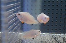 画像4: 【10%OFFクーポン対象商品】【海水魚・クマノミ】【通販】プラチナオセラリス （S-SMサイズ）(1匹)±3-4cm (サンプル画像）（生体）(海水魚)（サンゴ） (4)