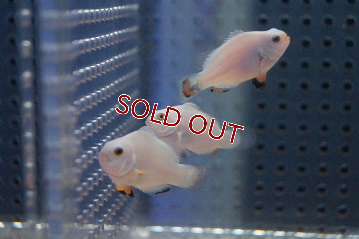 画像5: 【海水魚・クマノミ】プラチナオセラリス （SMサイズ）(1匹)±3.5-4cm　(サンプル画像）（生体）(海水魚)（サンゴ） (5)