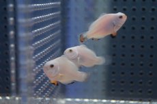 画像5: 【10%OFFクーポン対象商品】【海水魚・クマノミ】【通販】プラチナオセラリス （S-SMサイズ）(1匹)±3-4cm (サンプル画像）（生体）(海水魚)（サンゴ） (5)