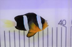 画像2: 【10%OFFクーポン対象商品】【海水魚・クマノミ】【通販】クマノミ（ML-Lサイズ）(1匹)±6-8cm (サンプル画像）（生体）(海水魚) (2)