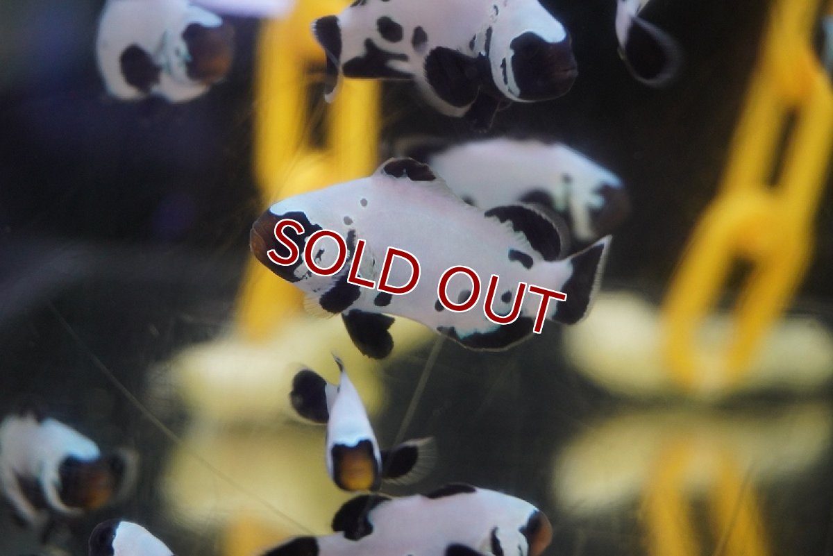 画像2: 【海水魚・クマノミ】ブラックスノーフレーククラウンフィッシュ （Sグレード）(1匹)±3.5-4.5cm （生体）(海水魚) (2)