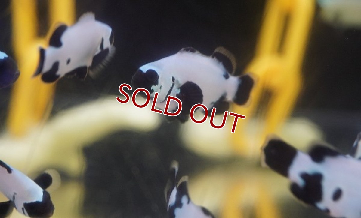 画像3: 【海水魚・クマノミ】ブラックスノーフレーククラウンフィッシュ （Sグレード）(1匹)±3.5-4.5cm （生体）(海水魚) (3)