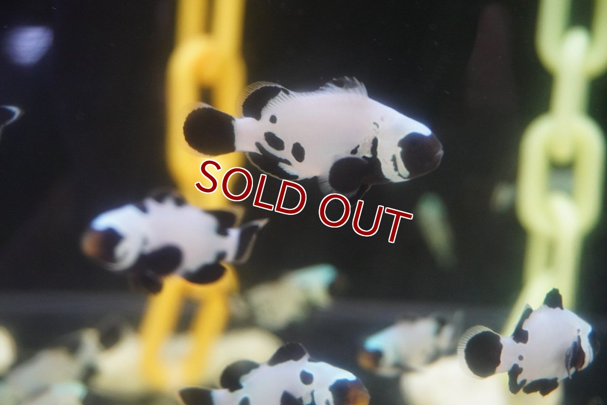 画像4: 【海水魚・クマノミ】ブラックスノーフレーククラウンフィッシュ （Sグレード）(1匹)±3.5-4.5cm （生体）(海水魚) (4)