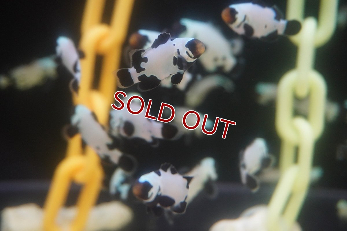 画像2: 【海水魚・クマノミ】ブラックスノーフレーククラウンフィッシュ(1匹)±4-5cm （生体）(海水魚) (2)