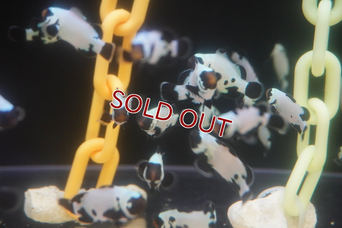 画像3: 【海水魚・クマノミ】ブラックスノーフレーククラウンフィッシュ(1匹)±4-5cm （生体）(海水魚) (3)