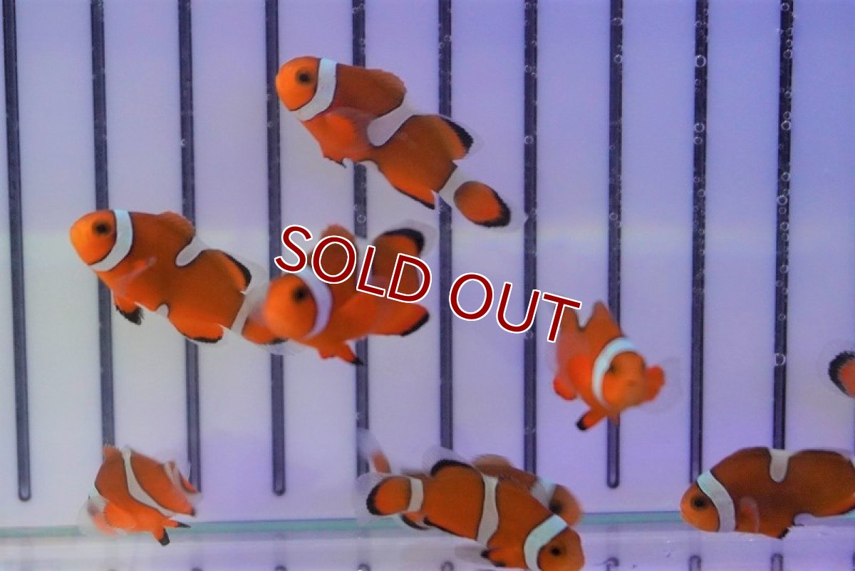 画像3: 【ウィンターセール 10％OFF対象商品】【海水魚・クマノミ】ブリード・カクレクマノミ （イレギュラーバンド）（3匹）±3-4cm (サンプル画像）（生体）(海水魚) (3)