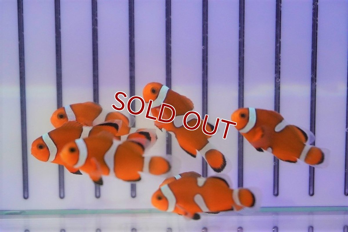 画像5: 【ウィンターセール 10％OFF対象商品】【海水魚・クマノミ】ブリード・カクレクマノミ （イレギュラーバンド）（3匹）±3-4cm (サンプル画像）（生体）(海水魚) (5)