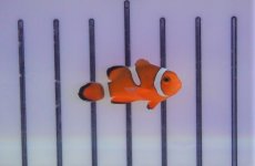 画像1: 【海水魚・クマノミ】ブリード・カクレクマノミ （イレギュラーバンド）（5匹）±3-4cm (サンプル画像）（生体）(海水魚) (1)