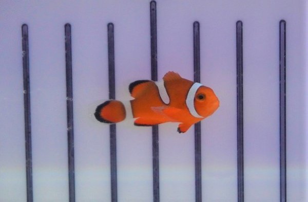 海水魚 クマノミ ブリード カクレクマノミ イレギュラーバンド 5匹 3 4cm サンプル画像 生体 海水魚 ペットバルーン ネットショップ