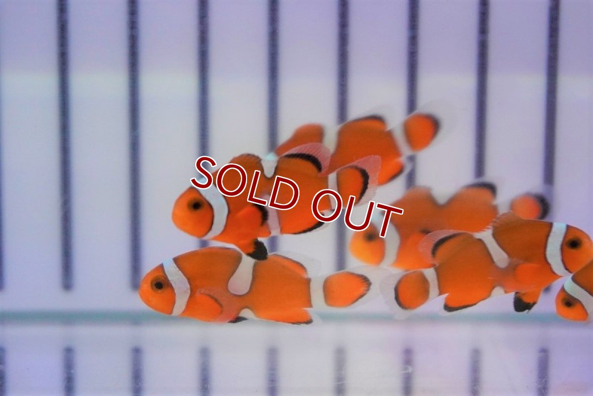 画像2: 【ウィンターセール 10％OFF対象商品】【海水魚・クマノミ】ブリード・カクレクマノミ （イレギュラーバンド）（5匹）±3-4cm (サンプル画像）（生体）(海水魚) (2)