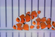 画像2: 【海水魚・クマノミ】【通販】ブリード・カクレクマノミ （イレギュラーバンド）（5匹）±3-4cm (サンプル画像）（生体）(海水魚) (2)