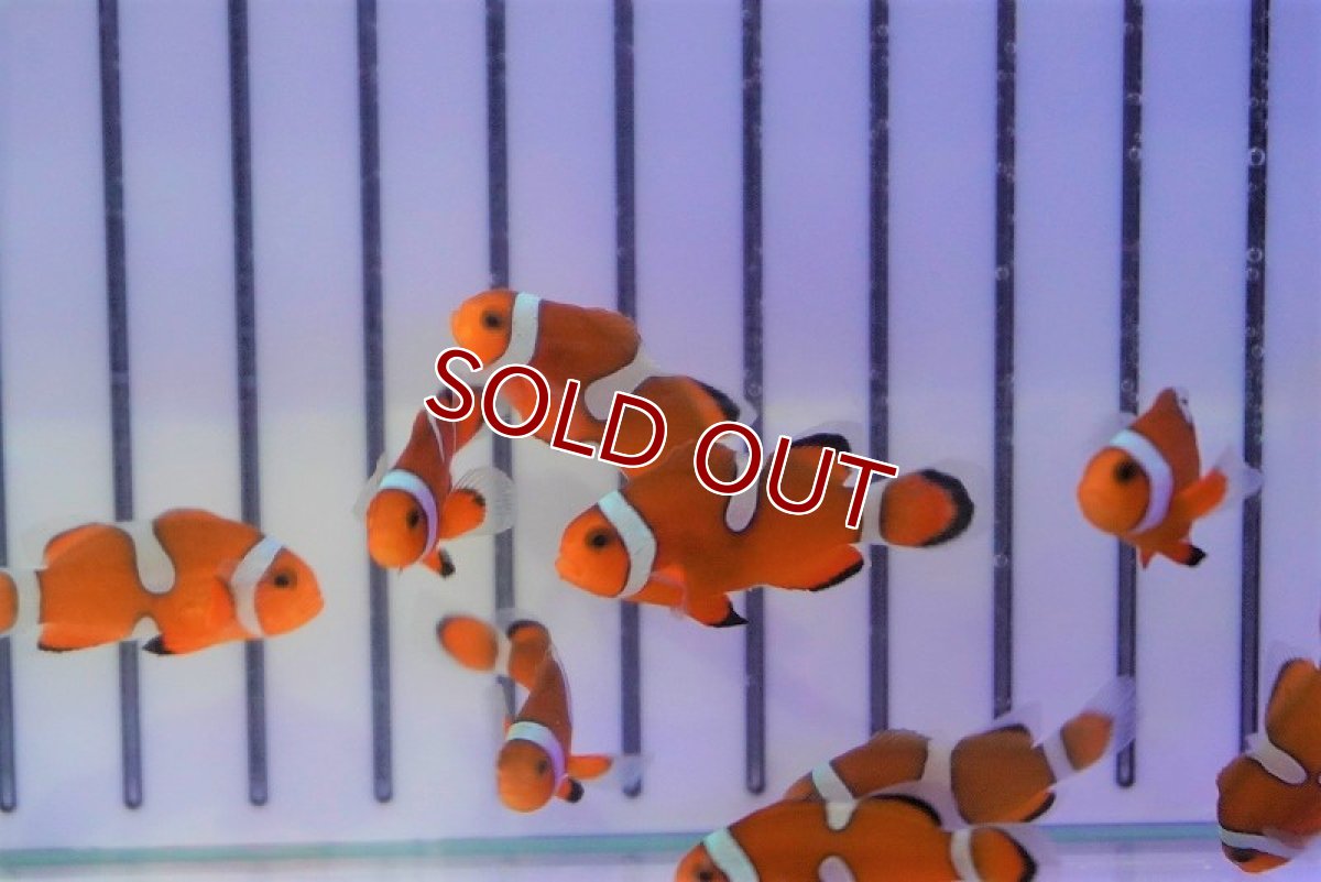 画像4: 【ウィンターセール 10％OFF対象商品】【海水魚・クマノミ】ブリード・カクレクマノミ （イレギュラーバンド）（5匹）±3-4cm (サンプル画像）（生体）(海水魚) (4)