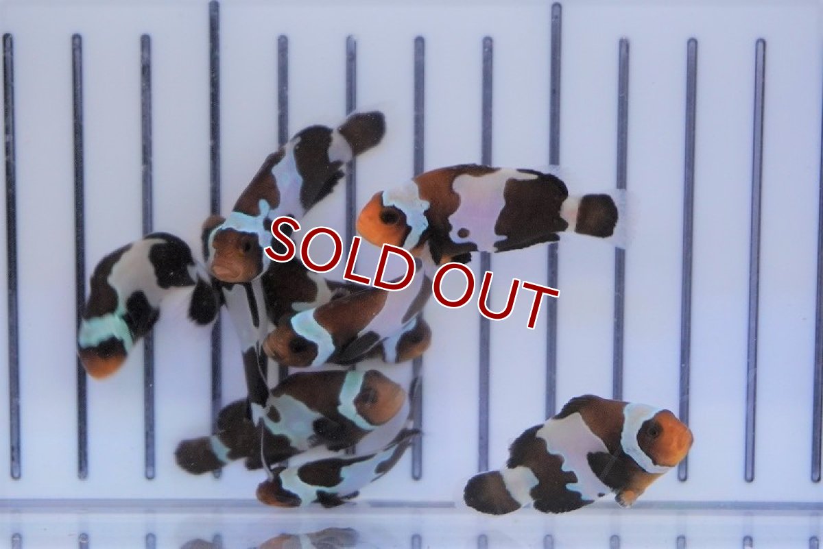 画像2: 【海水魚・クマノミ】ブラックスノーフレーククラウン(1匹)±3.5-4.5cm (サンプル画像）（生体）(海水魚) (2)